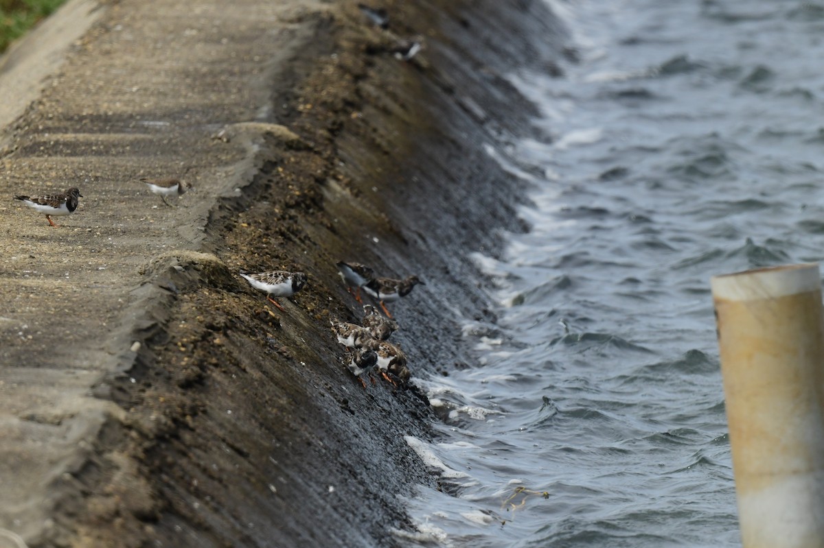 翻石鷸 - ML646779718