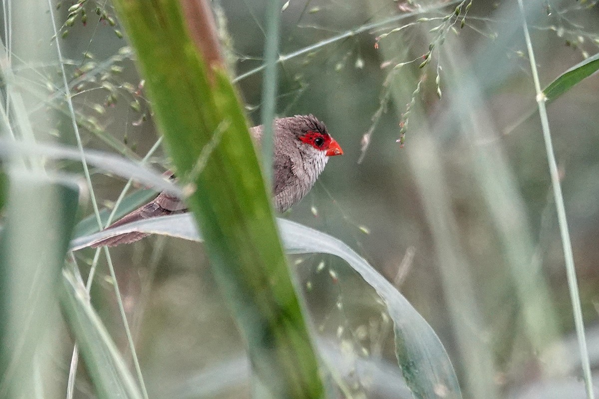 橫斑梅花雀 - ML646779719