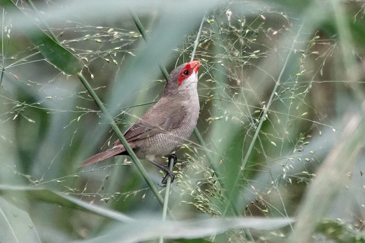橫斑梅花雀 - ML646779720