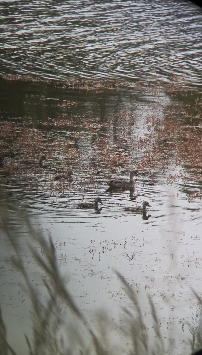 Gray Teal - ML646779721