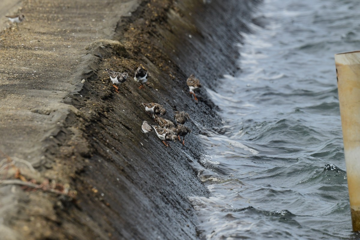 翻石鷸 - ML646779722