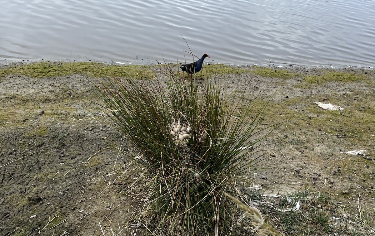 Australasian Swamphen - ML646779723