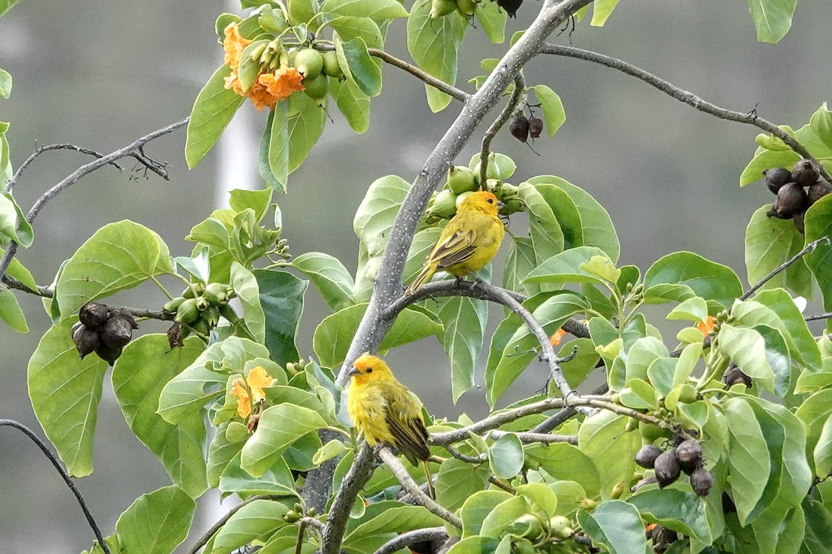 橙黃雀鵐 - ML646779724