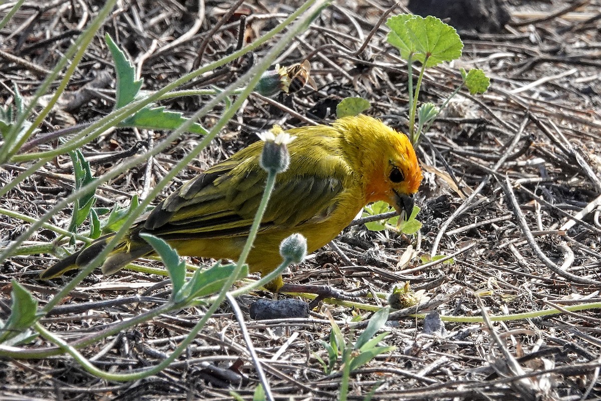 橙黃雀鵐 - ML646779725