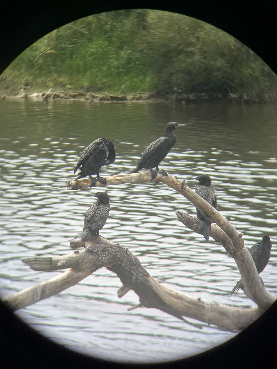 Little Black Cormorant - ML646779726