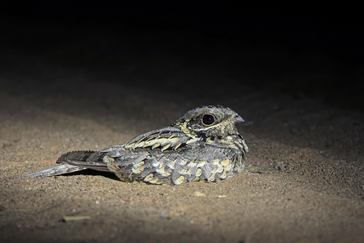 Indian Nightjar - ML646779727