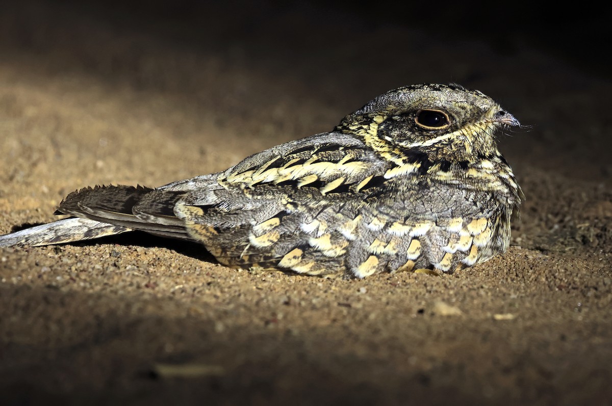 Engoulevent indien - ML646779728