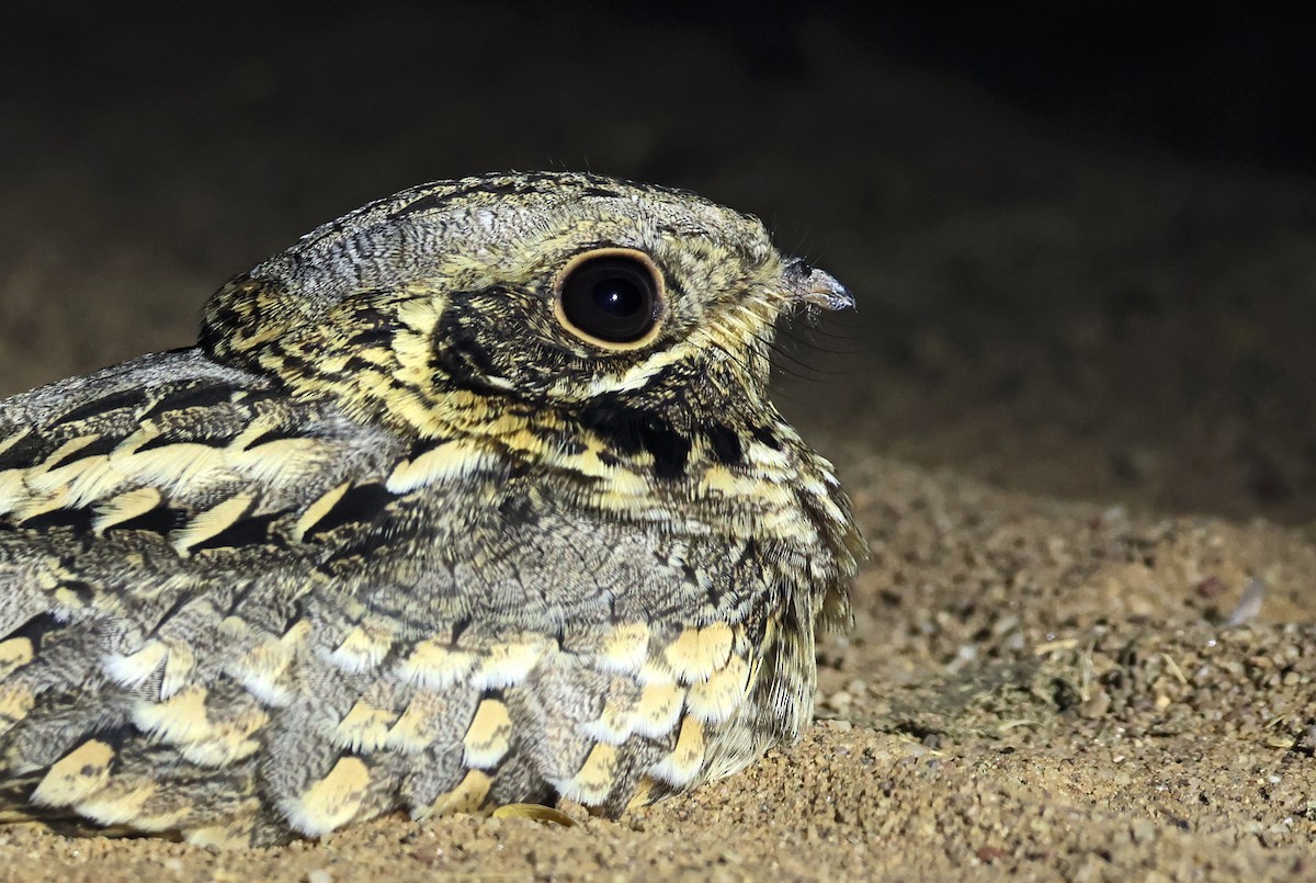 Engoulevent indien - ML646779729