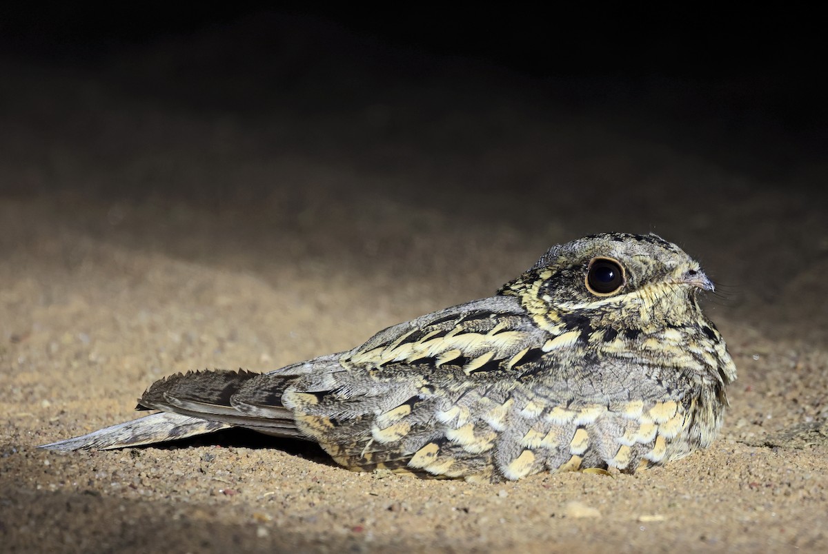 Indian Nightjar - ML646779730