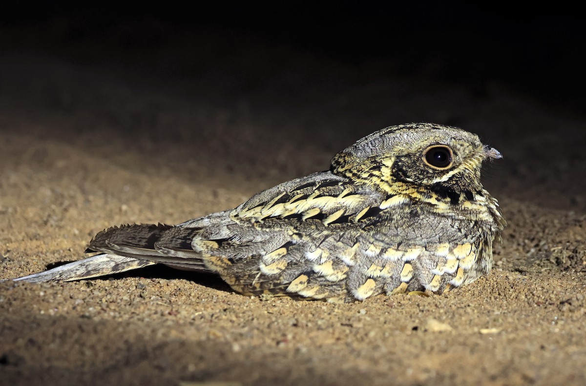 Engoulevent indien - ML646779731