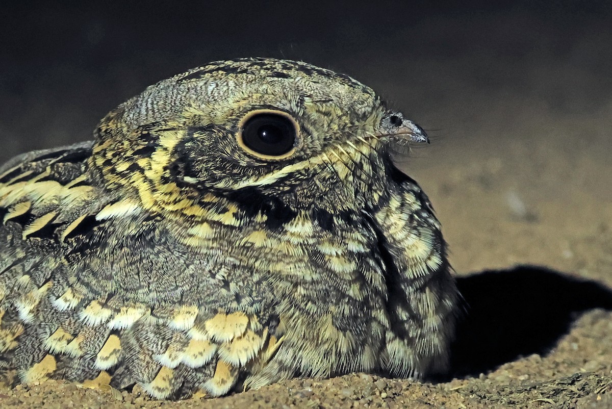 Indian Nightjar - ML646779732
