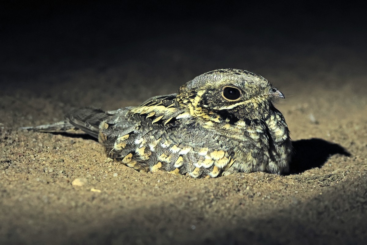 Engoulevent indien - ML646779733