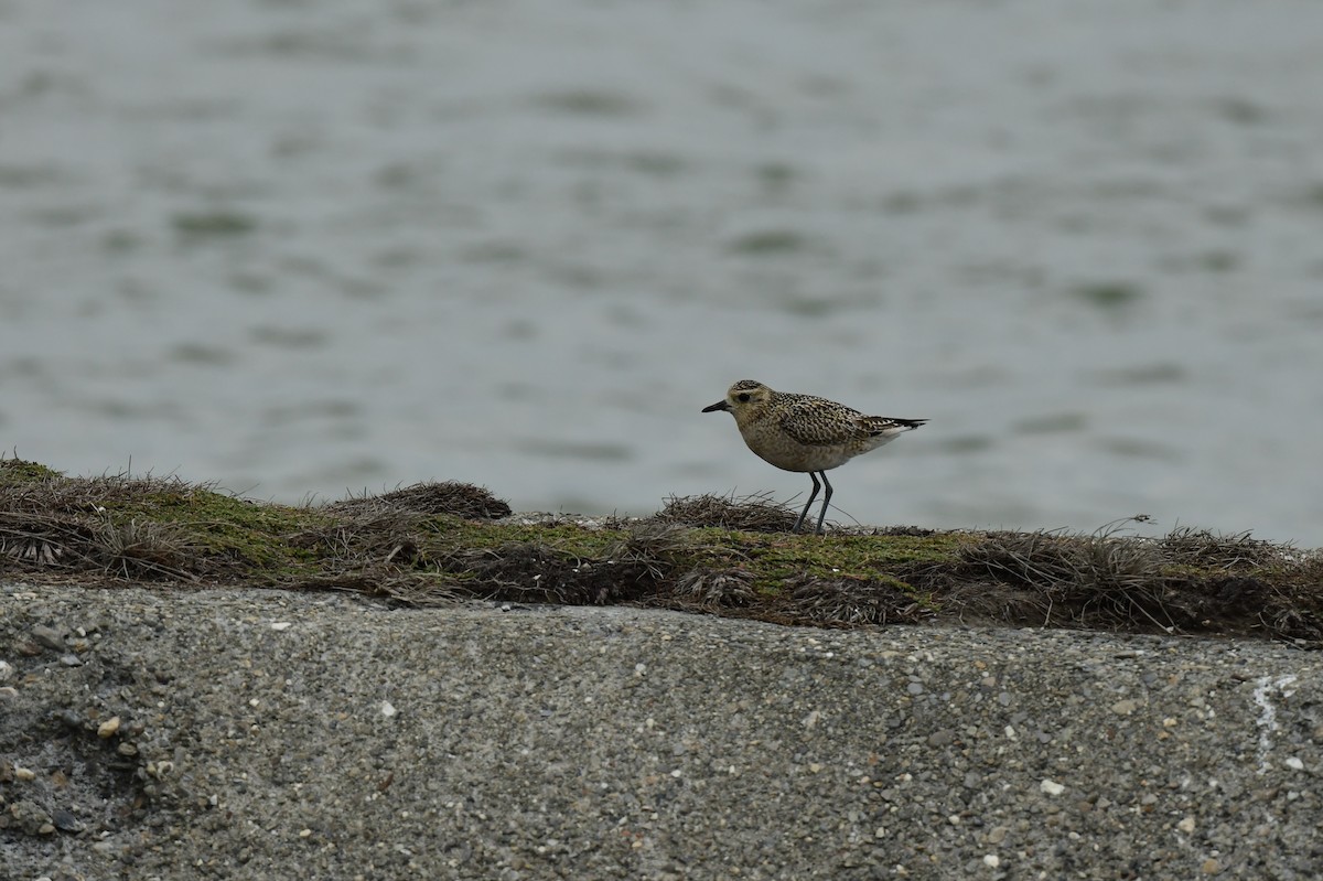 太平洋金斑鴴 - ML646779734