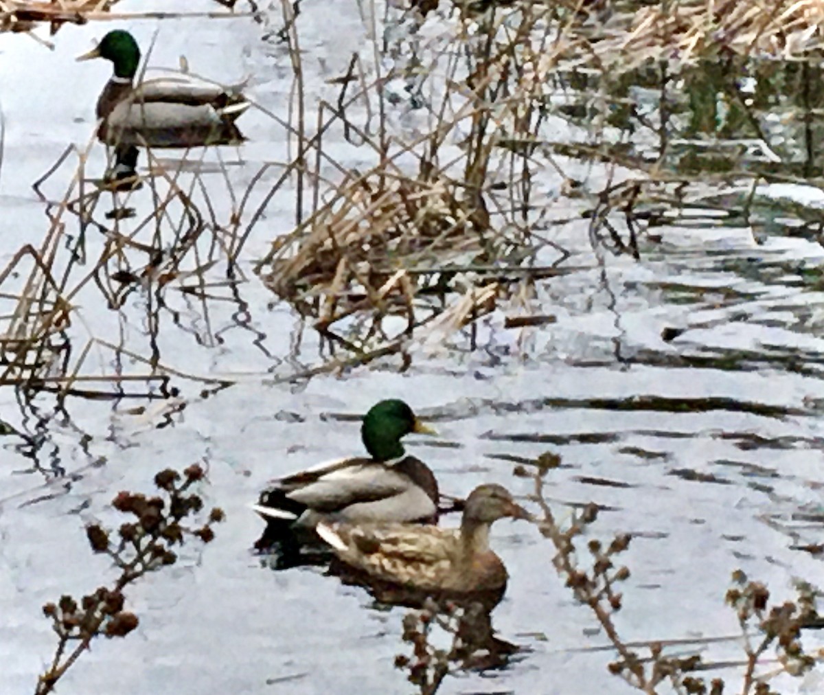 綠頭鴨 - ML646779735