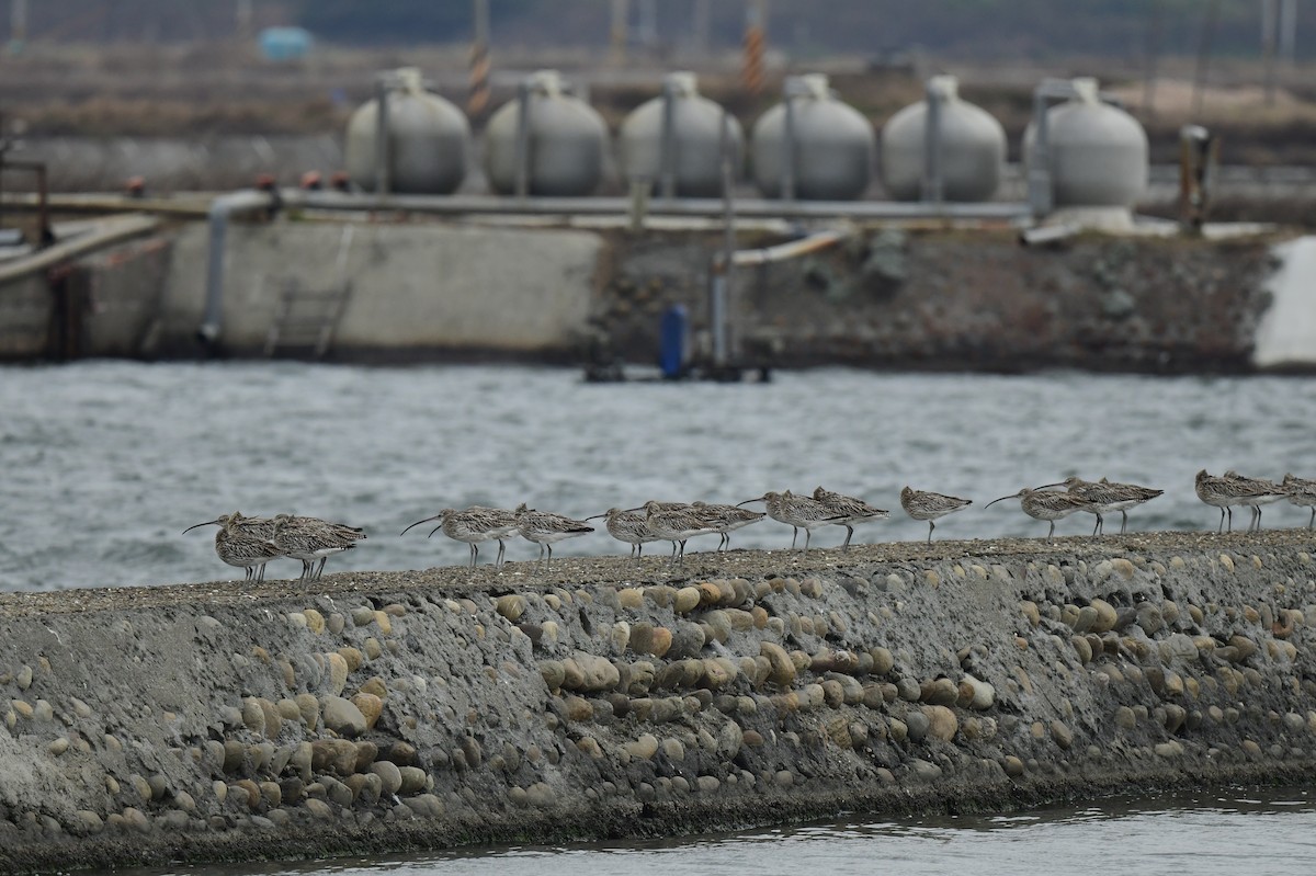 大杓鷸 - ML646779736