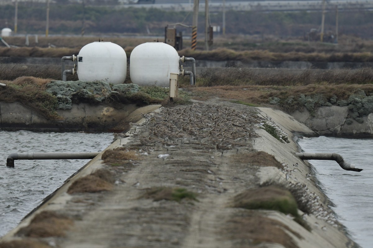 大杓鷸 - ML646779738