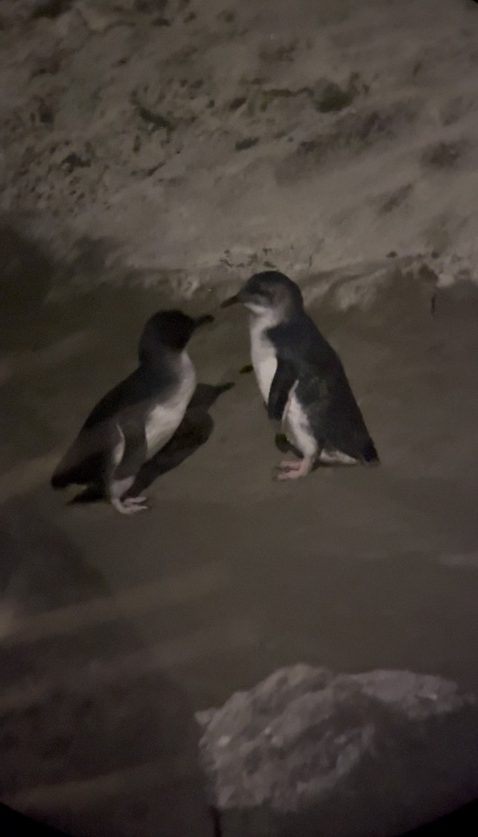 Little Penguin - ML646779743