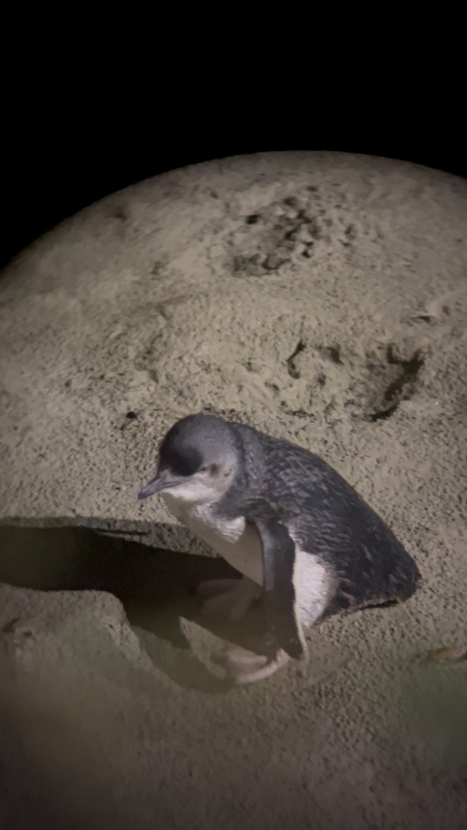 Little Penguin - ML646779744