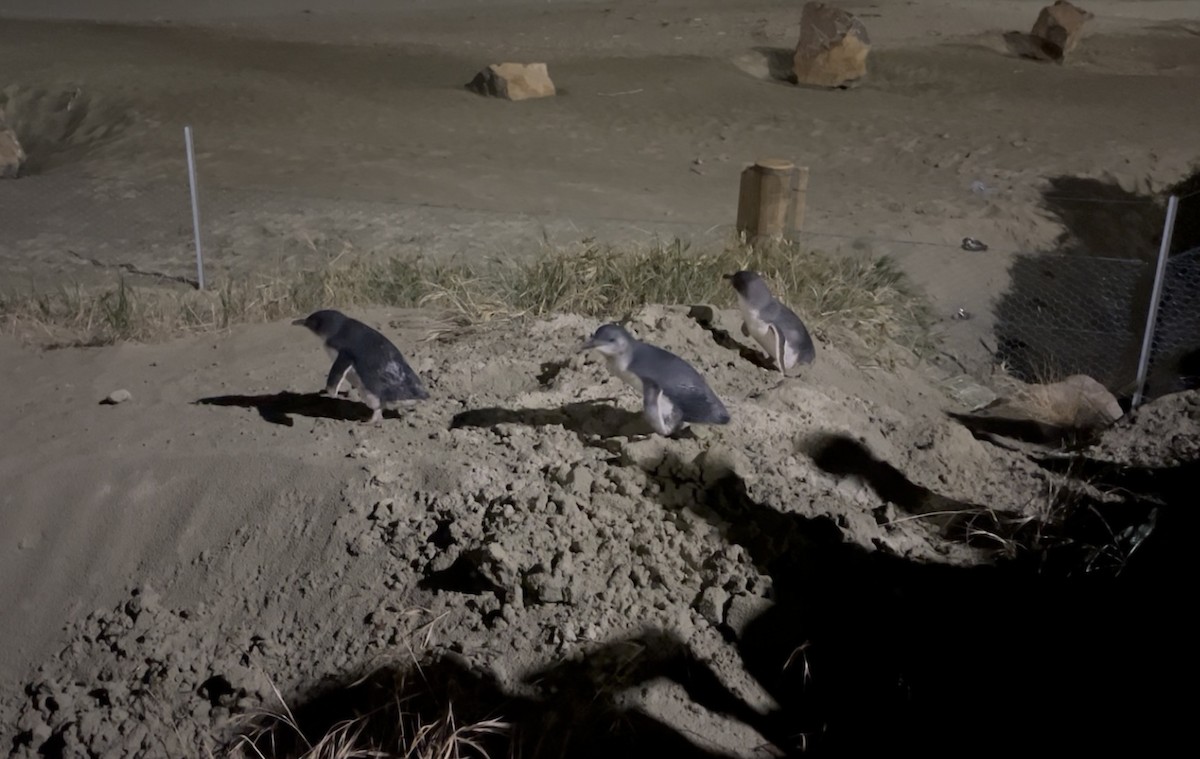 Little Penguin - ML646779745