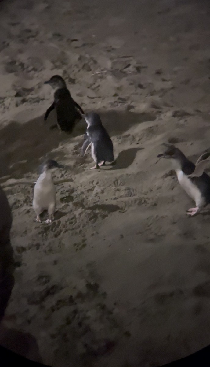 Little Penguin - ML646779746