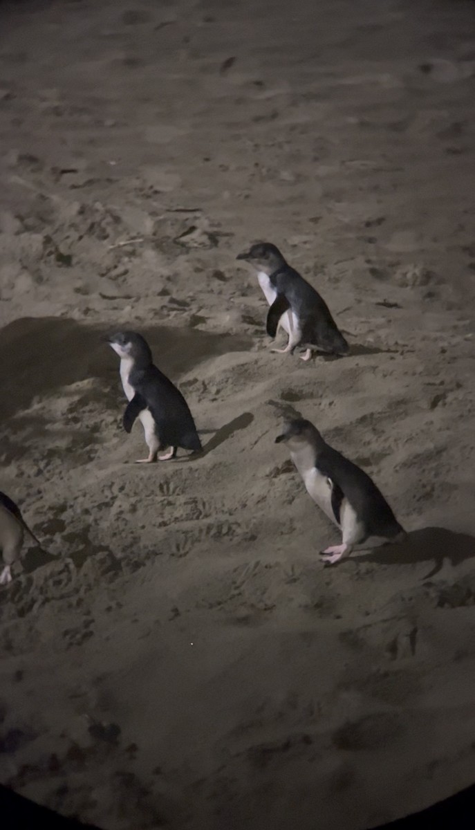 Little Penguin - ML646779747