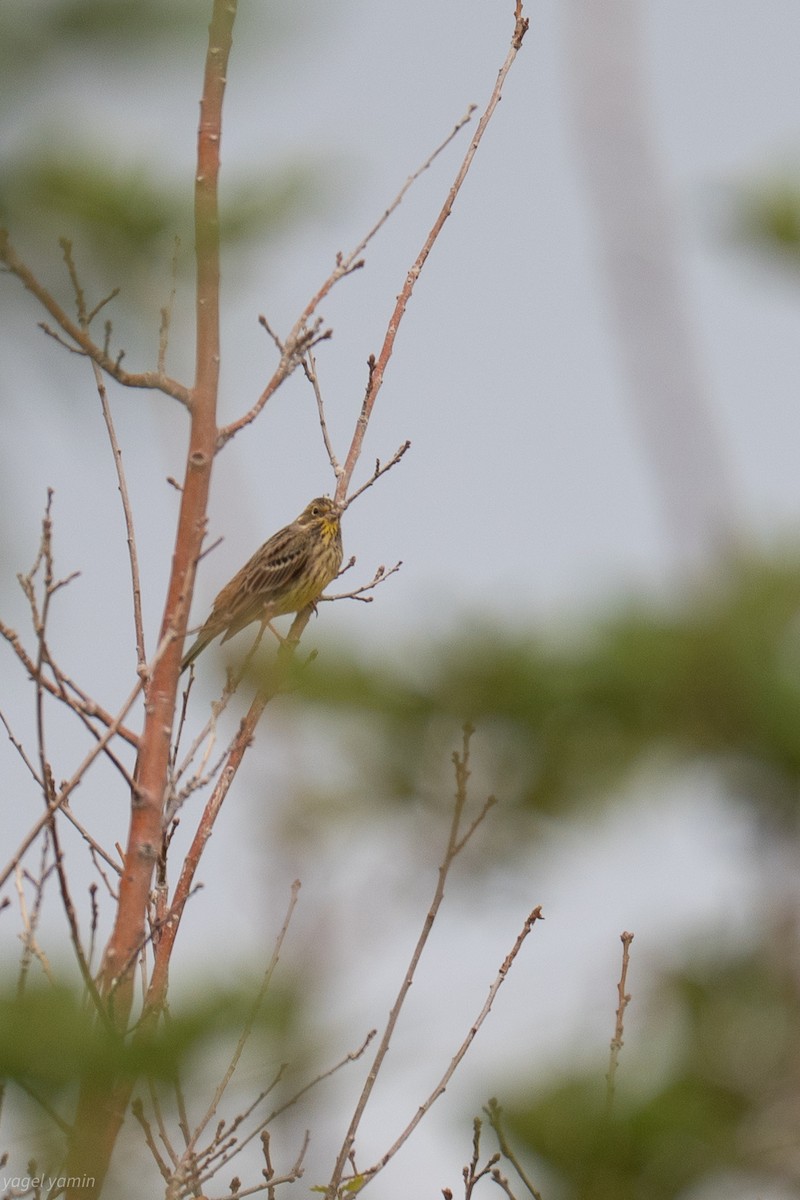 gulspurv - ML646779752