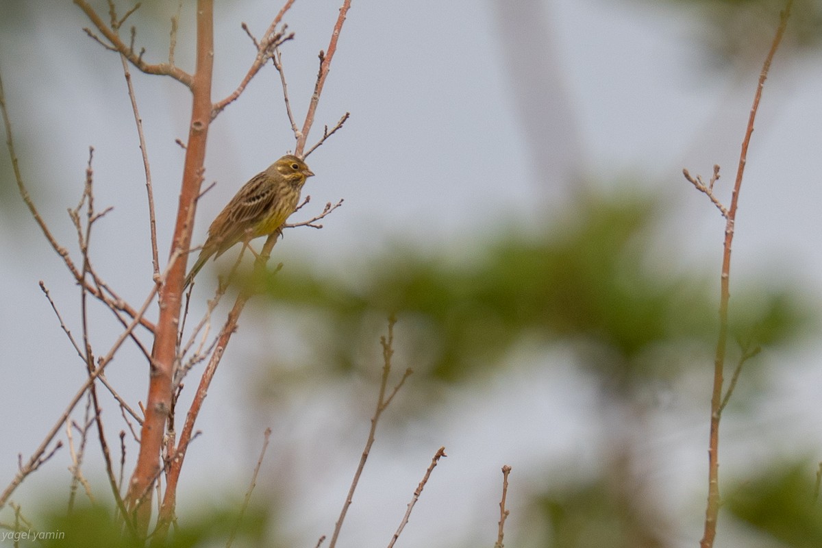 gulspurv - ML646779753