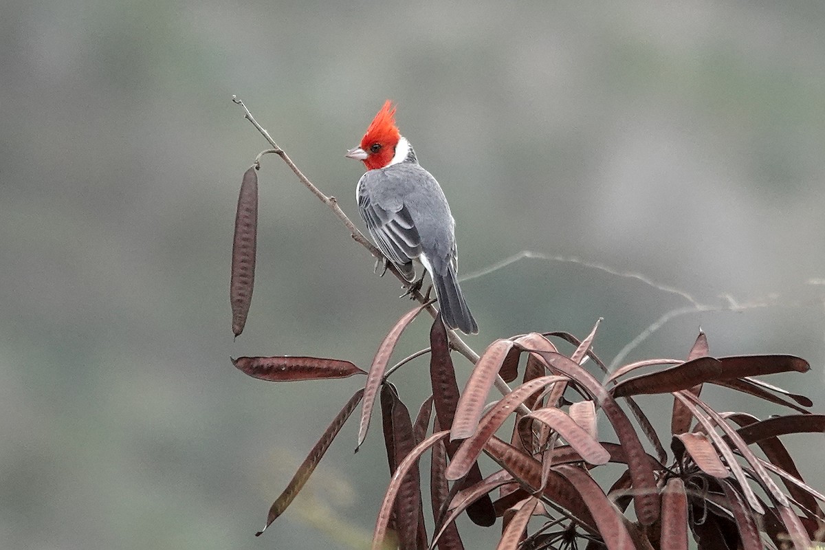 Red-crested Cardinal - ML646779755