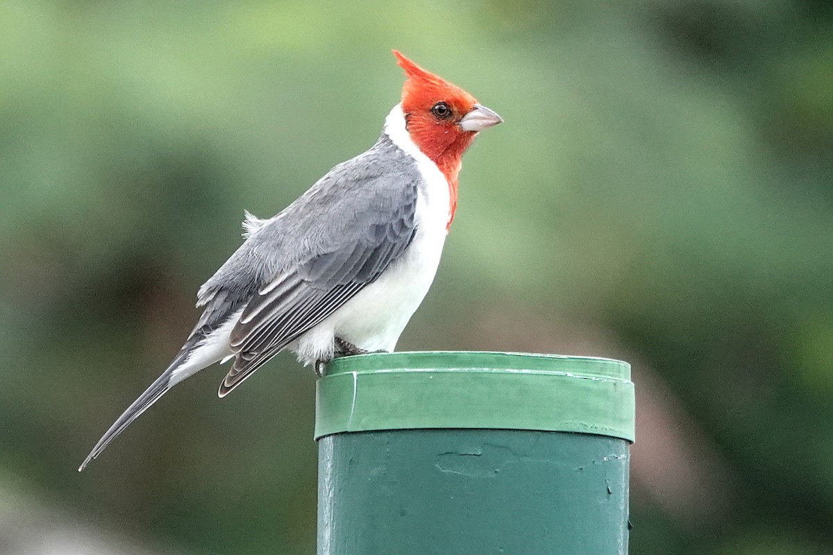 Red-crested Cardinal - ML646779756