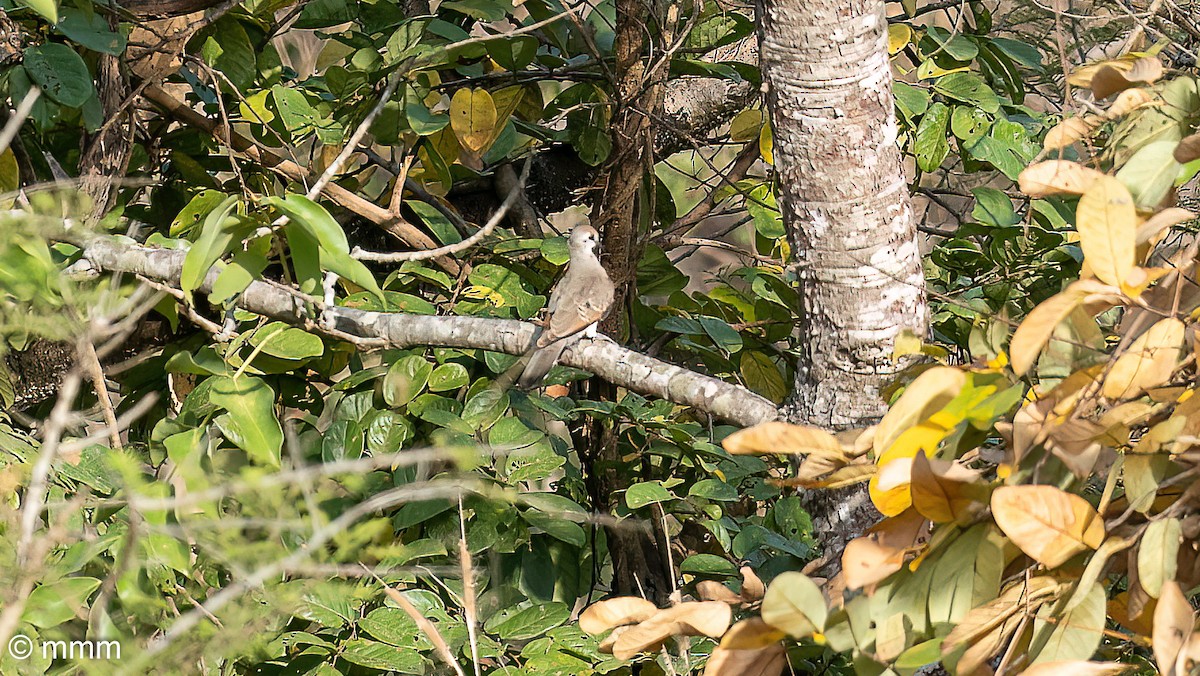 Black-billed Wood-Dove - ML646779758
