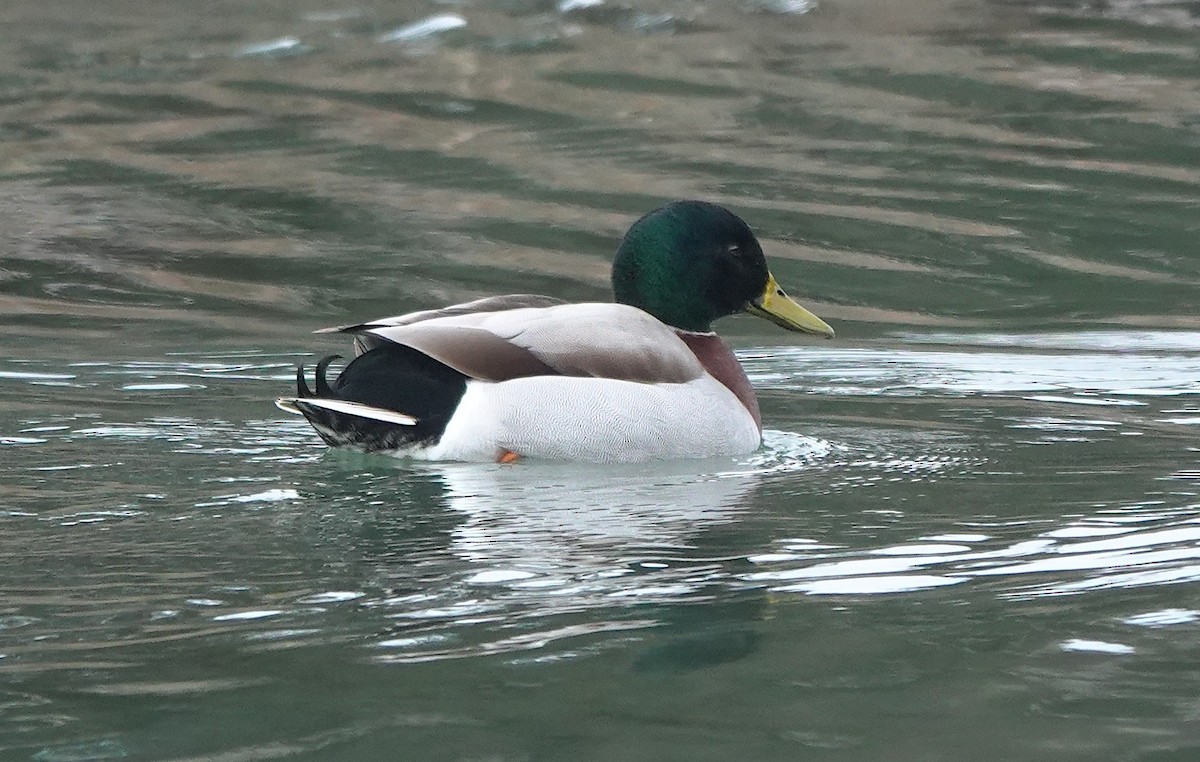 Basahatea - ML646779763