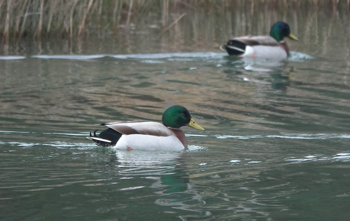 Basahatea - ML646779764