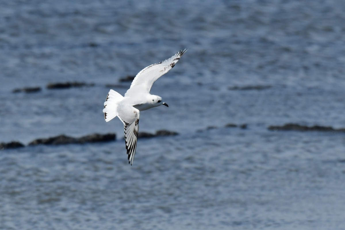 Mouette de Saunders - ML646779767