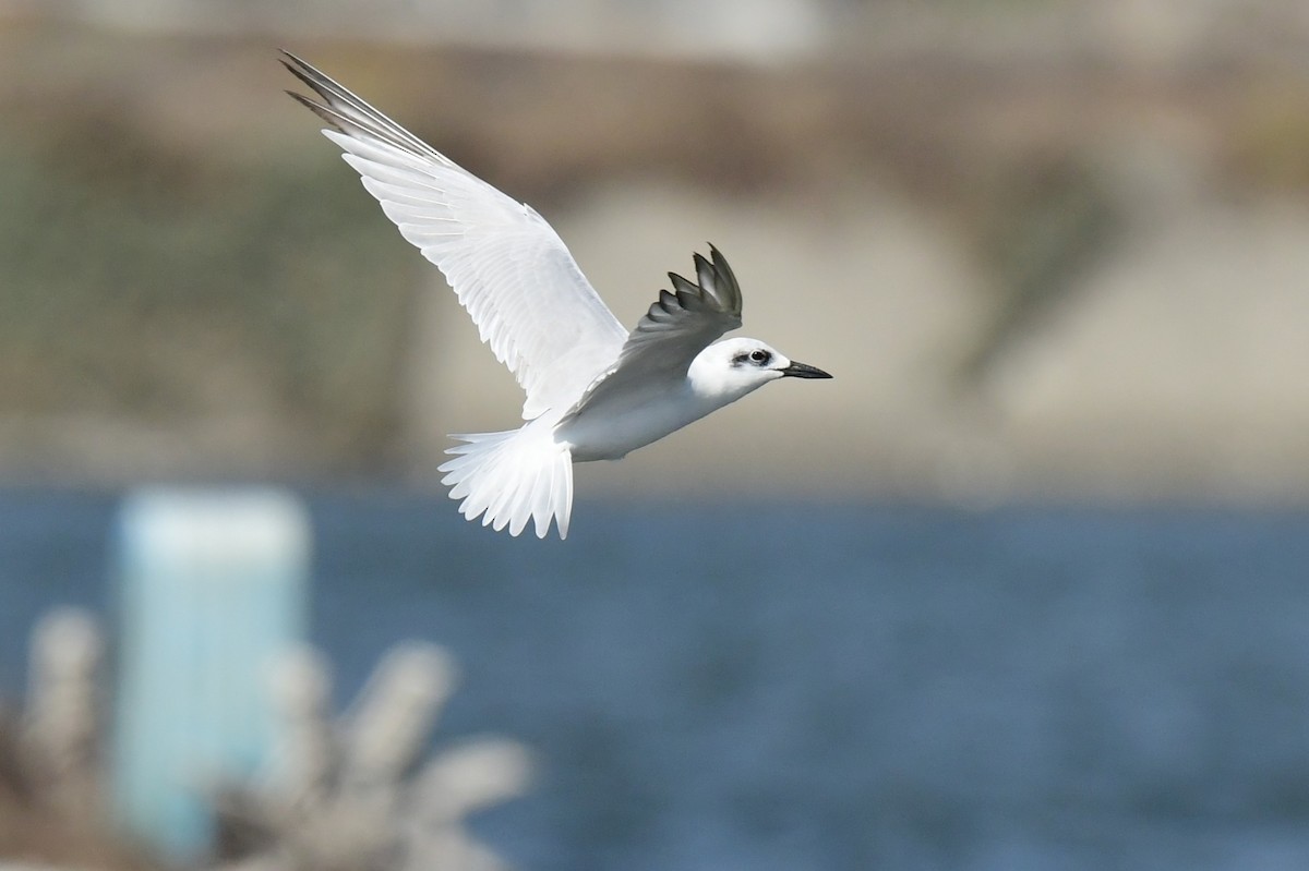 Sterne hansel - ML646779771