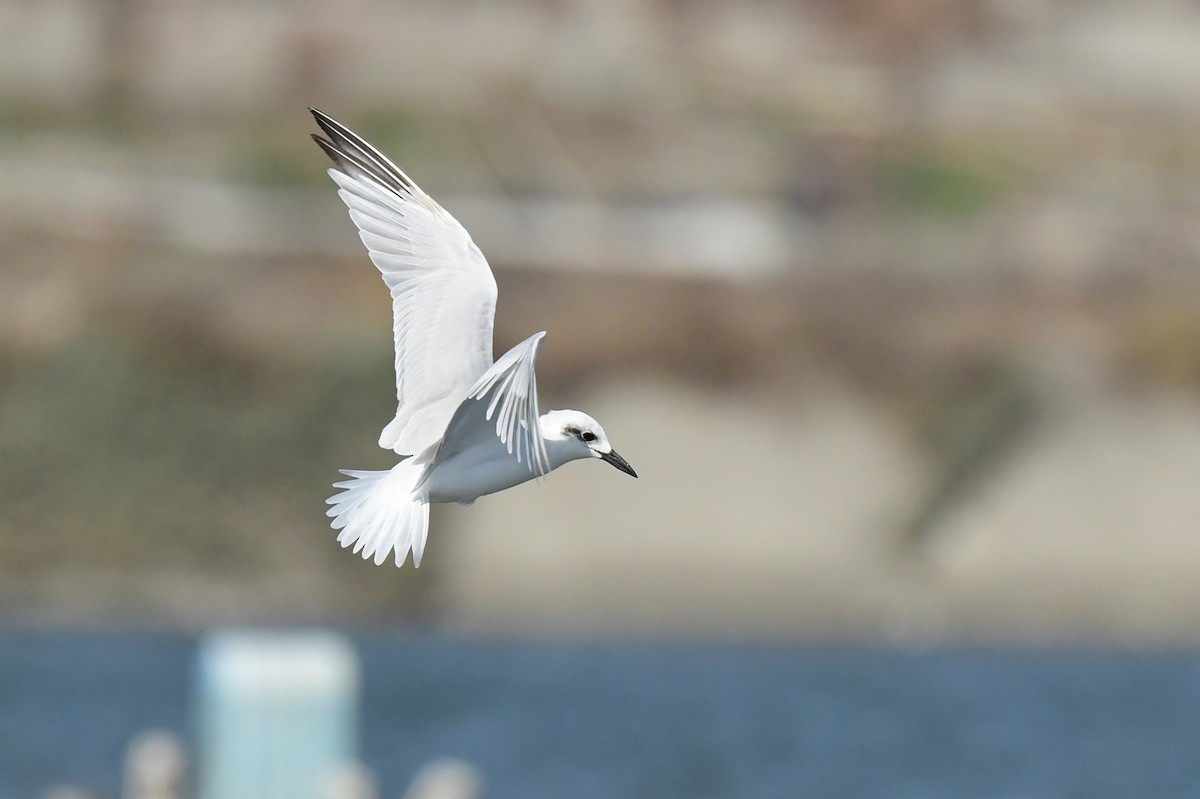 Sterne hansel - ML646779772