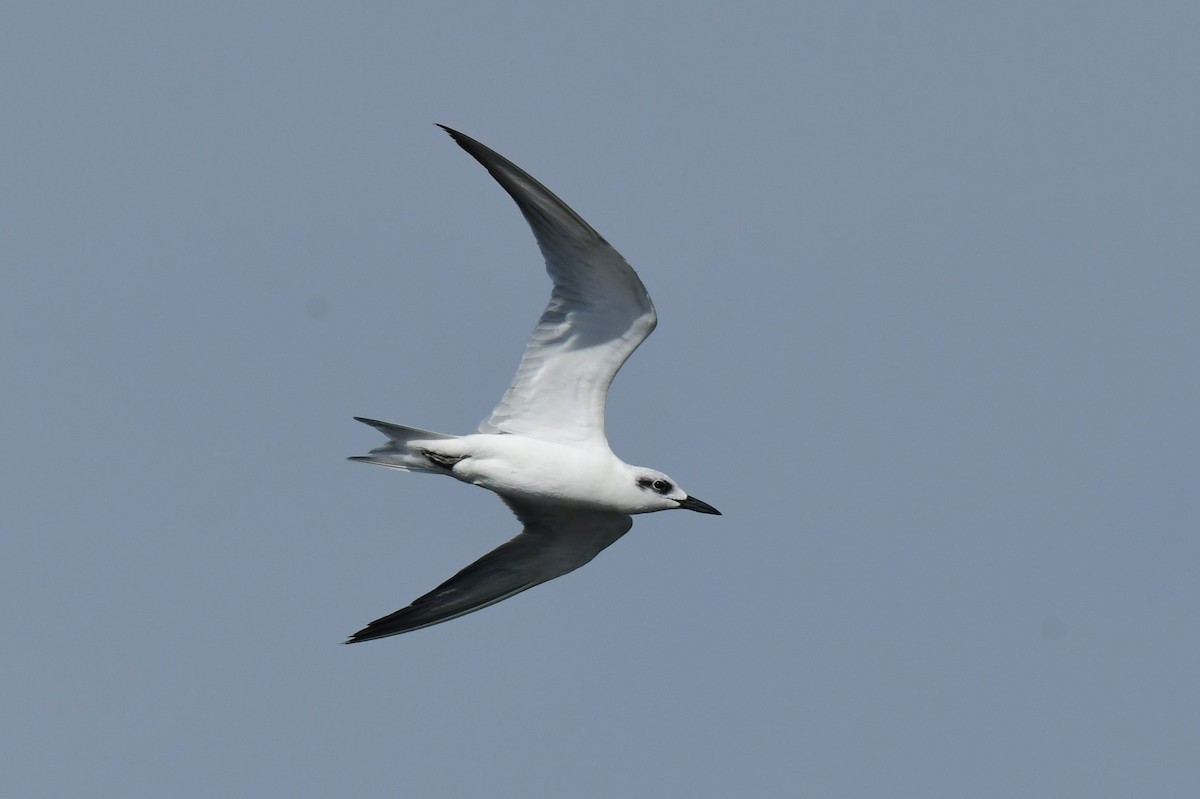 Sterne hansel - ML646779773