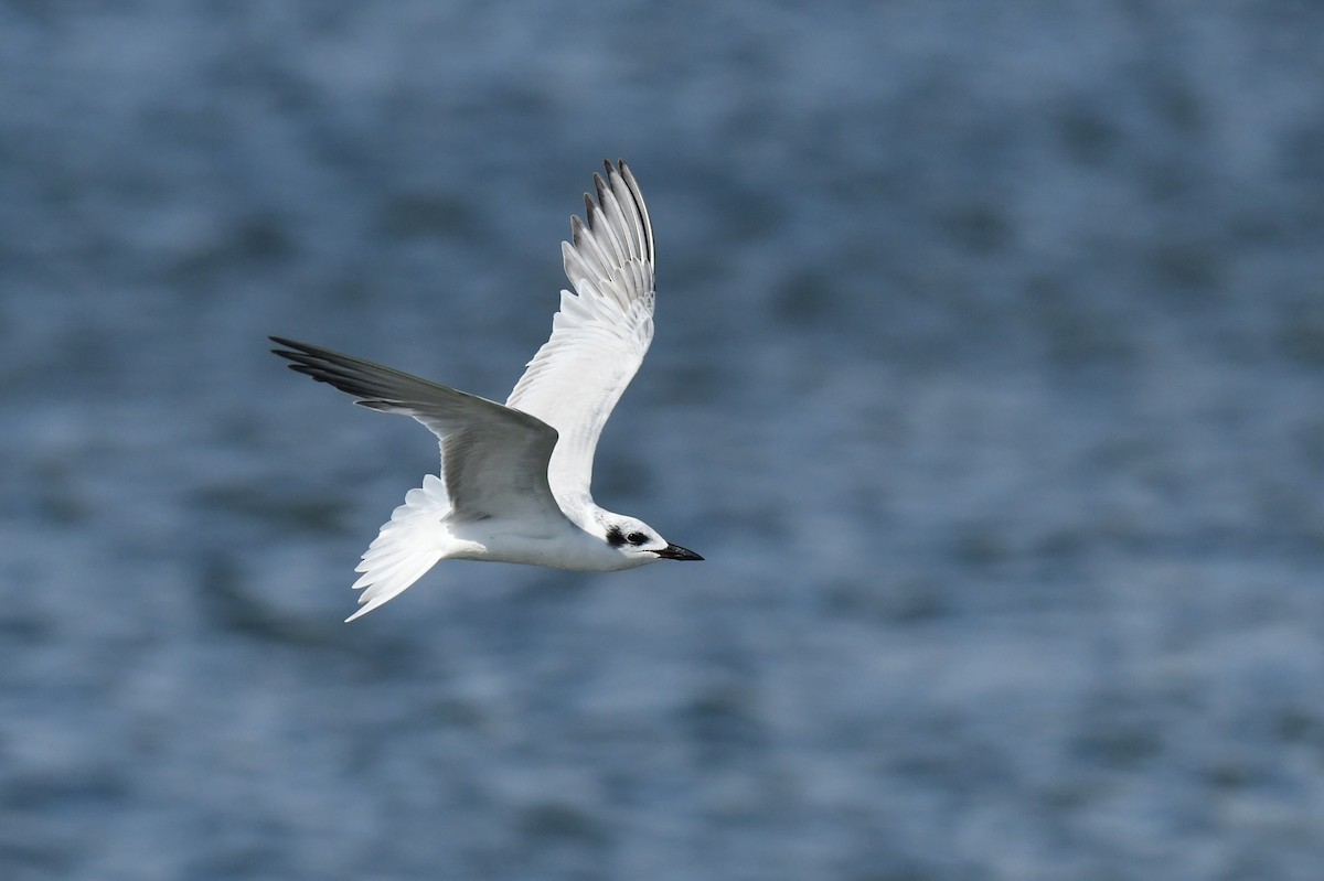 Sterne hansel - ML646779774