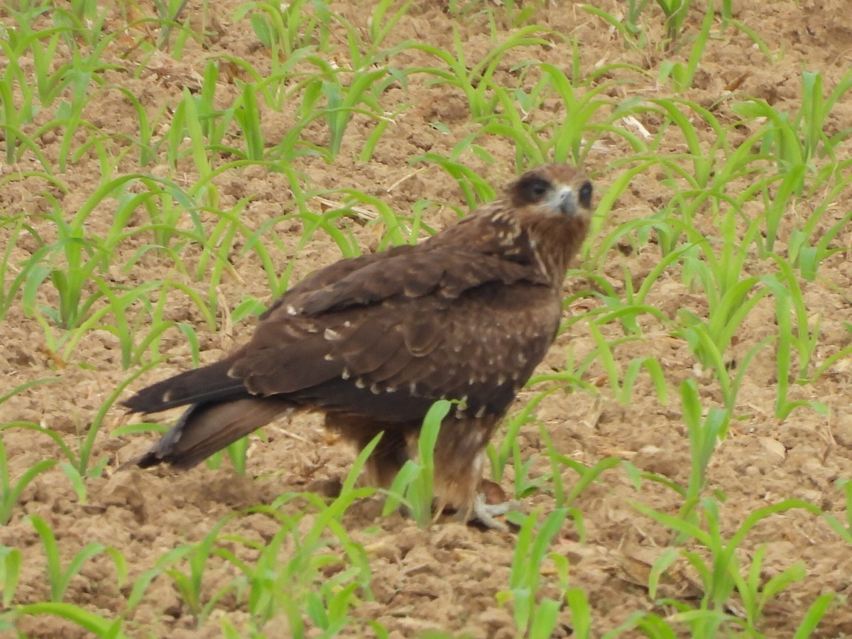 Milan noir - ML646779775