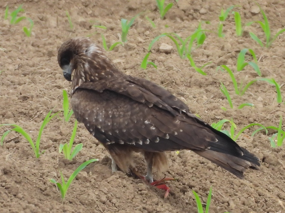 Milan noir - ML646779779