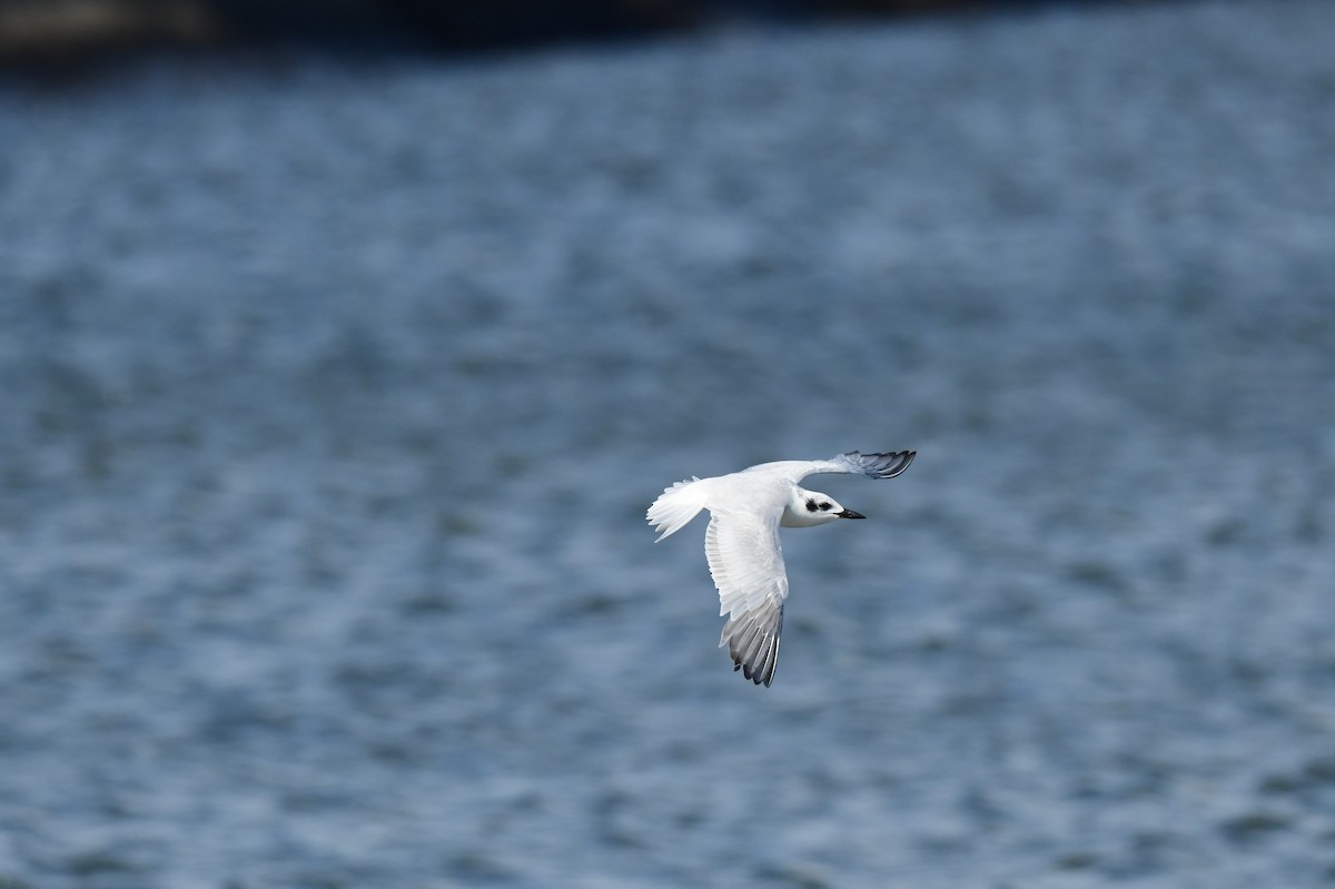 Sterne hansel - ML646779783