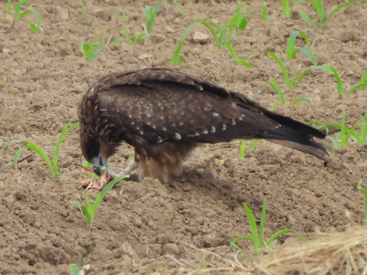 Milan noir - ML646779786