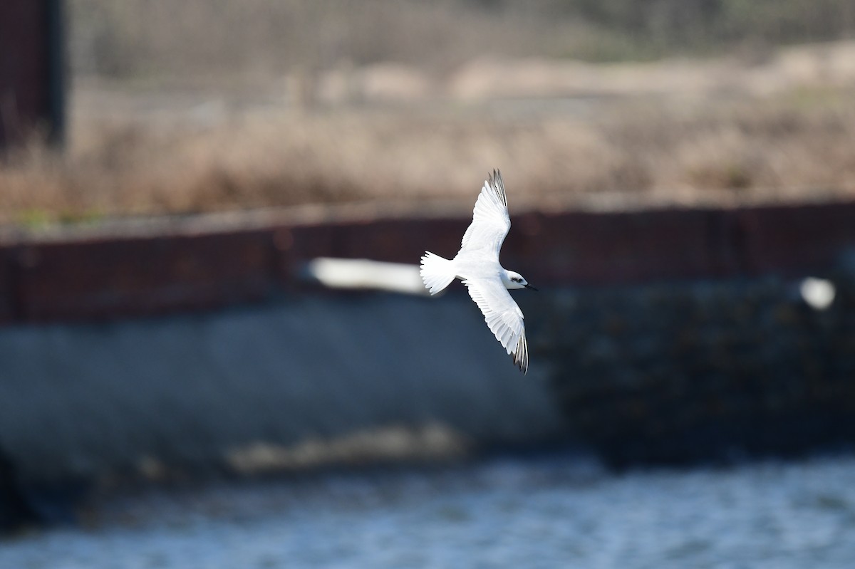 Sterne hansel - ML646779788