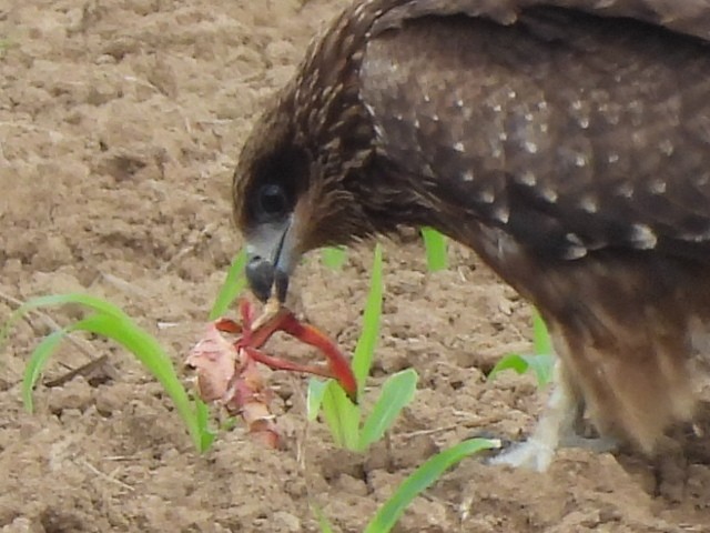 Milan noir - ML646779790