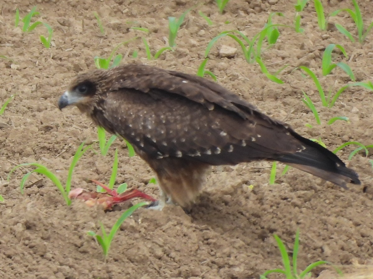 Milan noir - ML646779794