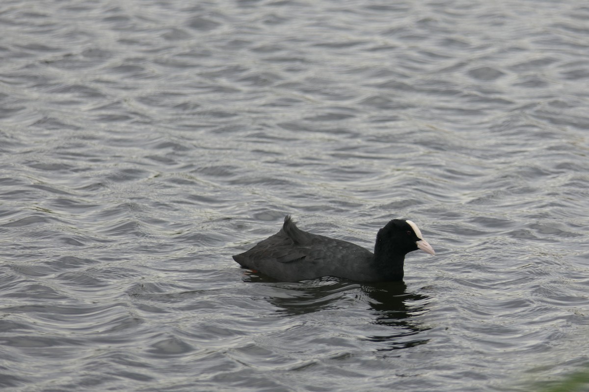 Eurasian Coot - ML646779822