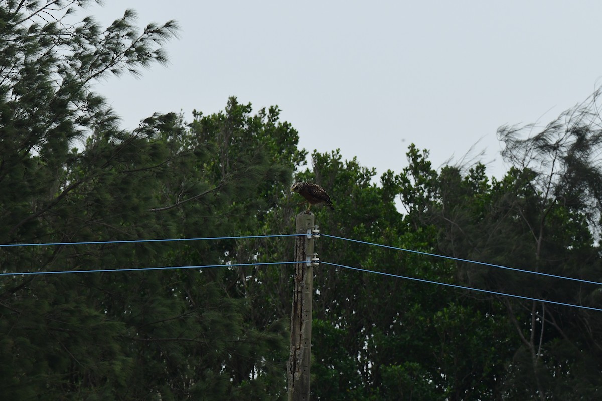 Crested Serpent-Eagle - ML646779830