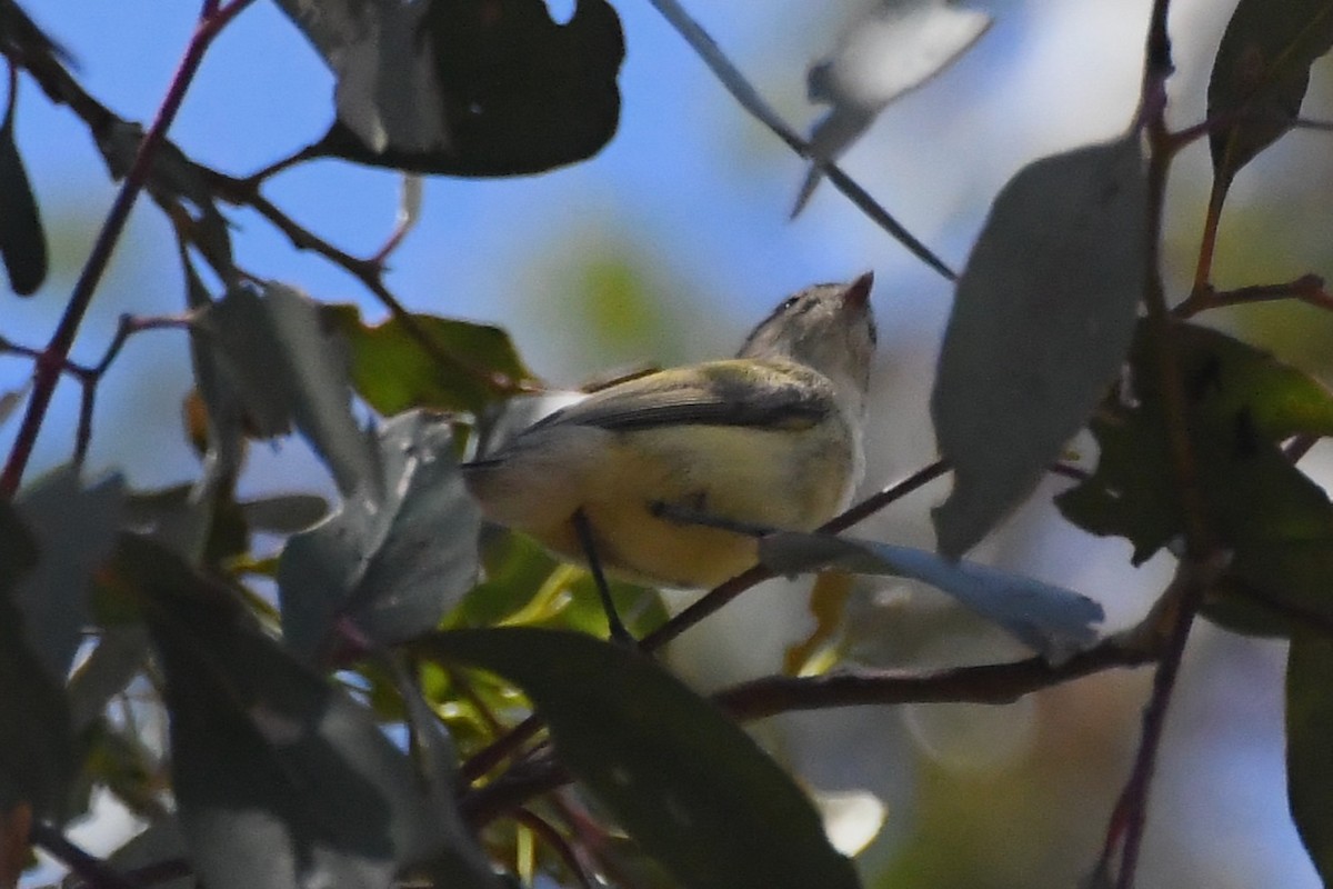 Gerigón Piquicorto - ML646779833