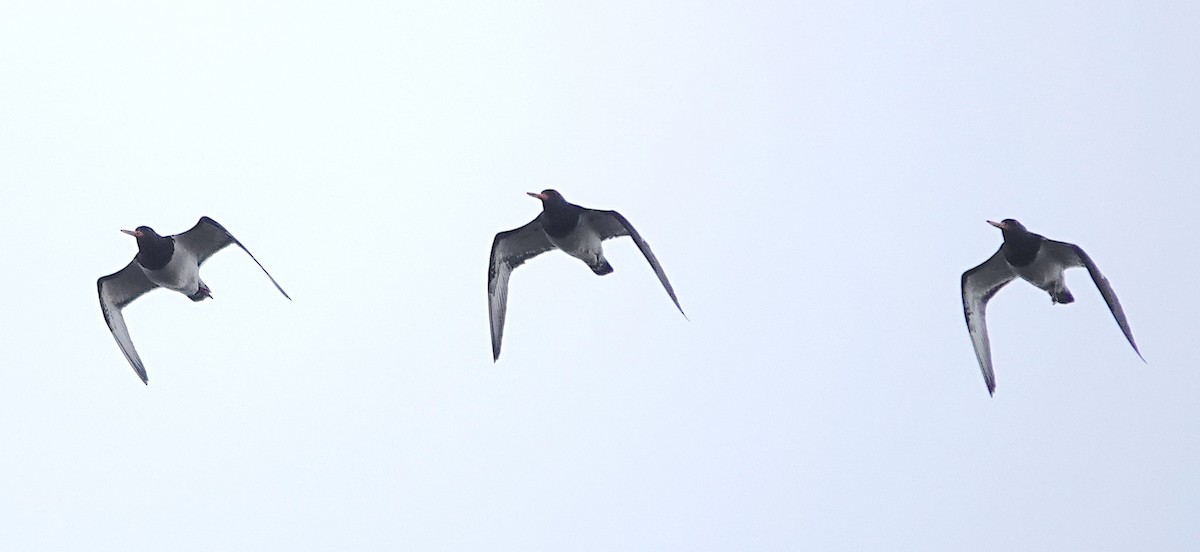 South Island Oystercatcher - ML646779847