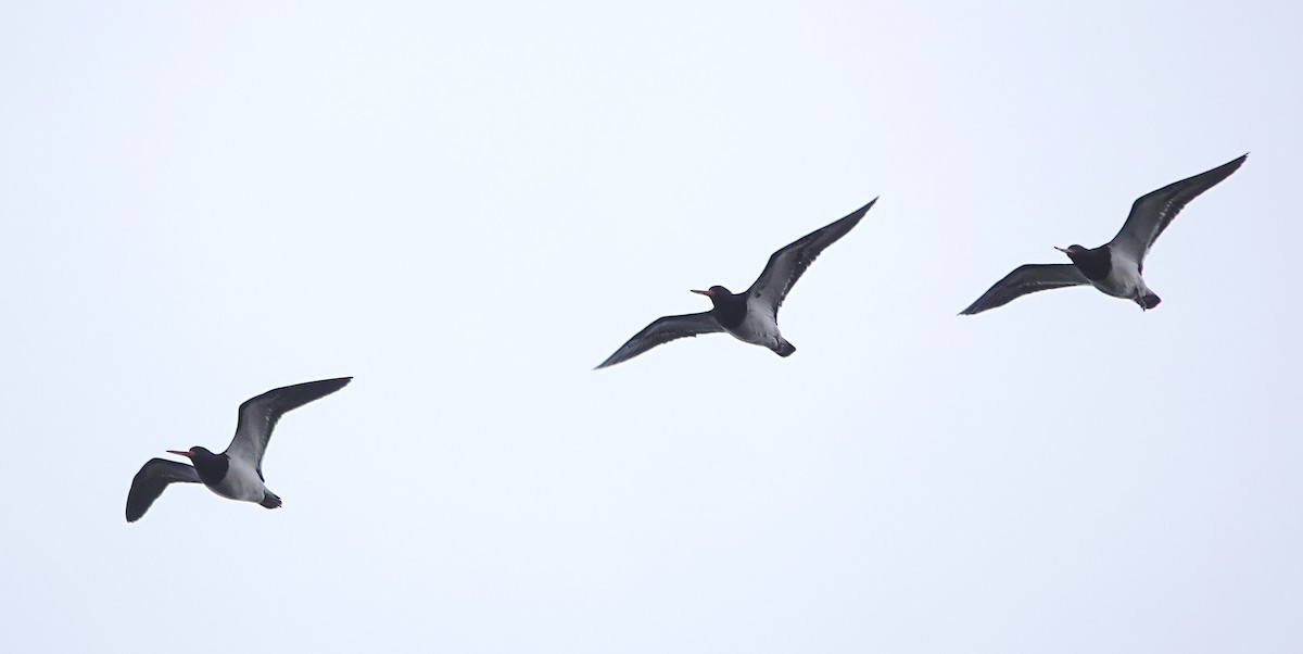 South Island Oystercatcher - ML646779848