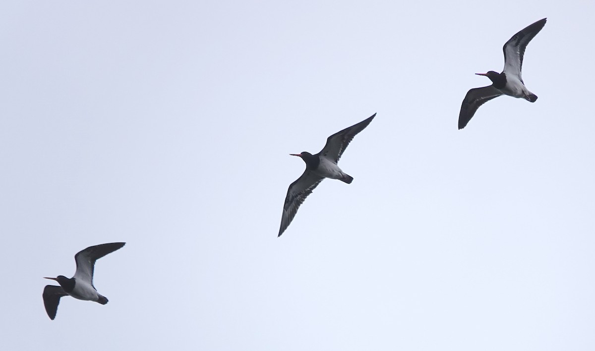 South Island Oystercatcher - ML646779849